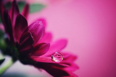 Close-up of water drops on pink flower