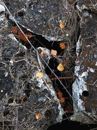 High angle view of dry plant on snow covered land