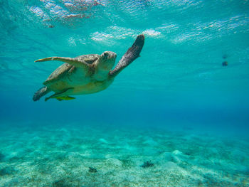 Turtle swimming undersea