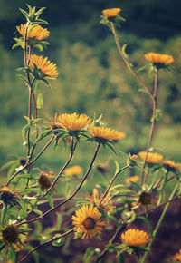 Close-up of yellow flowering plant
