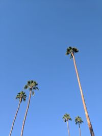 Low angle view of palm tree against clear blue sky