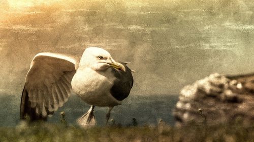 Close-up of bird perching