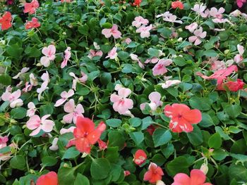 High angle view of flowering plants in park