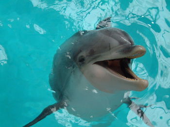 Close-up view of dolphin