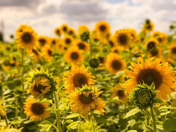 Close-up of sunflowers blooming on field against sky