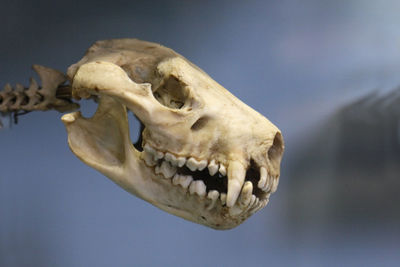 Close-up of animal skull against blue background