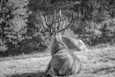 Deer standing in a field