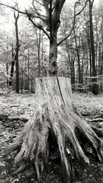 Bare tree on field in forest