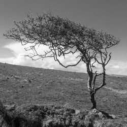 Bare tree on field against sky