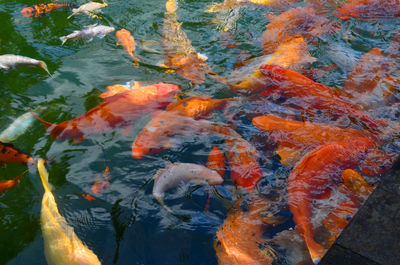 High angle view of koi carps swimming in lake