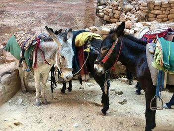 Sorrowfull donkeys waiting for fat tourists. petra, jordan