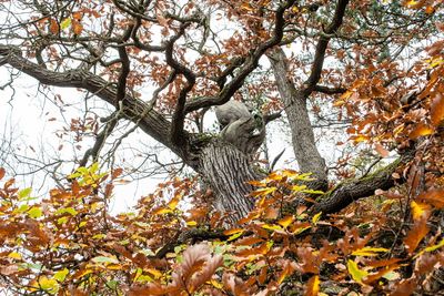 Low angle view of tree in forest during autumn