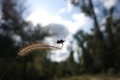 Low angle view of a bird flying