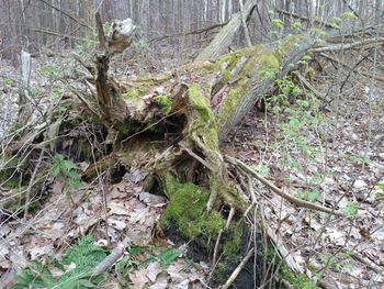 High angle view of fallen tree in forest