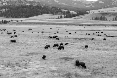 Buffalos roam in lamar valley of yellowstone national park