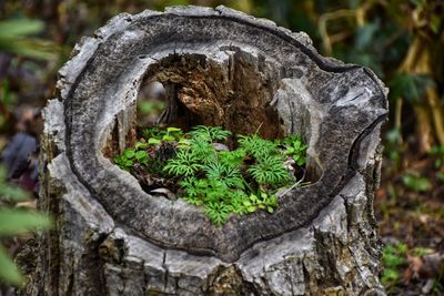 Close-up of tree trunk