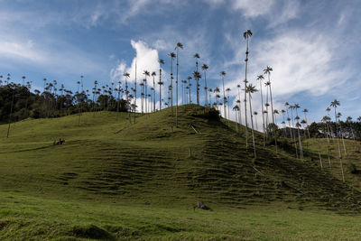 Trees growing on hill at cocora valley