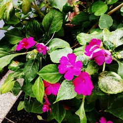 Close-up of pink flowering plants