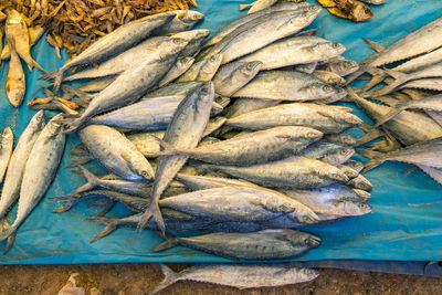 High angle view of fish on table