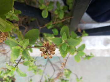 High angle view of bee on flower