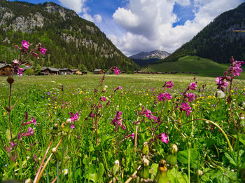 Purple flowering plants on land against sky