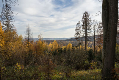 Pine trees in forest against sky