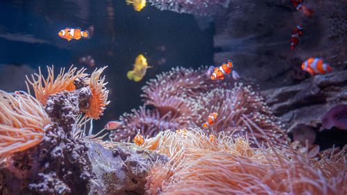 Fish swimming in sea