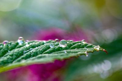 Close-up of wet plant