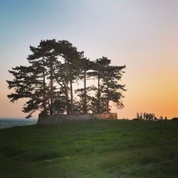 Tree on field against sky during sunset