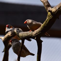 Close-up of bird perching on branch