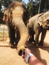 Low angle view of elephant on land