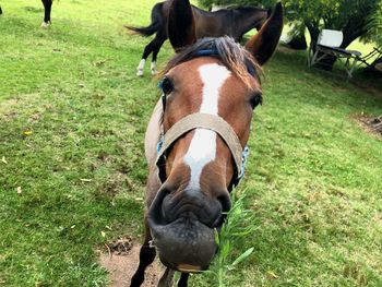 Portrait of horse on field