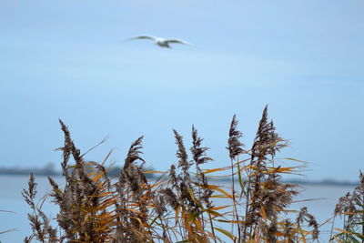 Low angle view of bird flying against clear sky