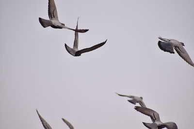 Low angle view of bird flying against clear sky