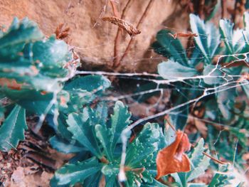 Close-up of dry leaves on field