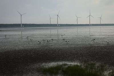 Wind turbines on field