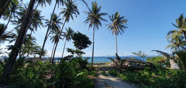 Palm trees on beach against sky