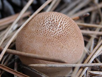 Close-up of mushroom