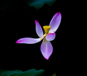 Close-up of purple flower blooming against black background