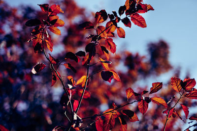 Low angle view of autumn tree against sky