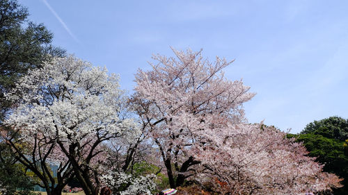 Low angle view of tree against sky