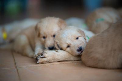 Close-up of a dog sleeping on floor