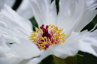 Close-up of white flower