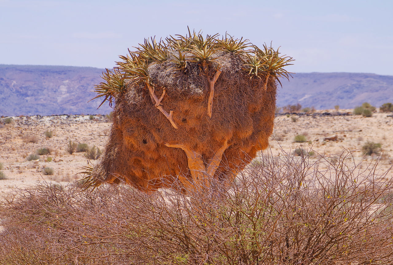 VIEW OF GIRAFFE ON LAND