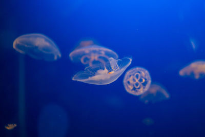 Close-up of jellyfish in sea