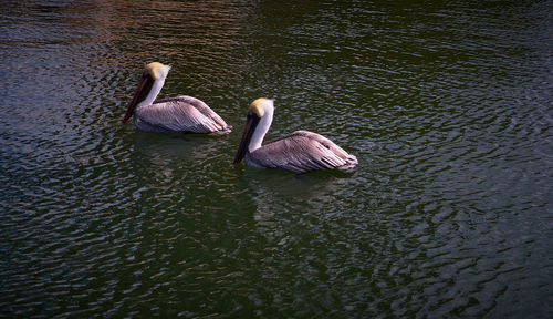 High angle view of duck swimming in lake