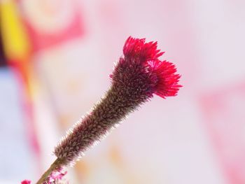 Close-up of pink flower