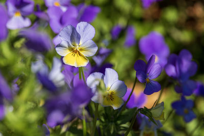 Close-up of purple flowering plants