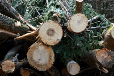 Close-up of mushrooms on log in forest