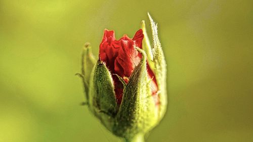 Close-up of red flower bud